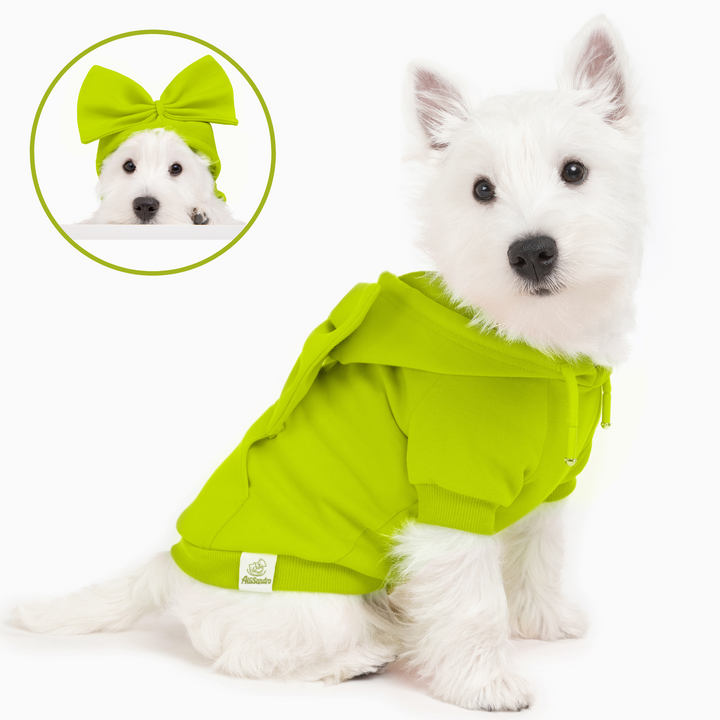 West Highland White Terrier in bright green yellow dog hoodie with bow accessory
