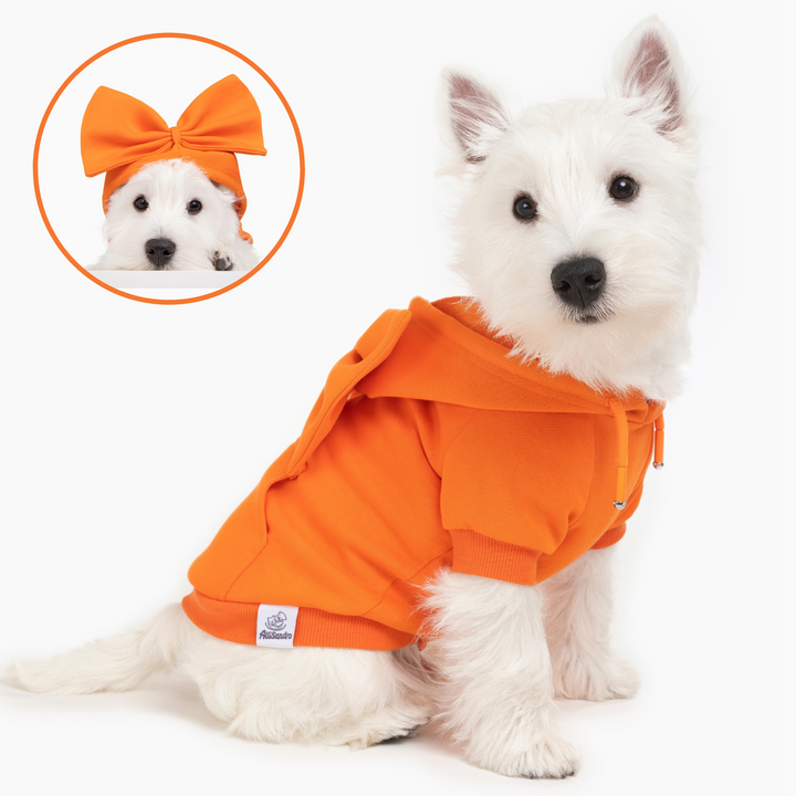 West Highland White Terrier in bright orange hoodie with bow accessory
