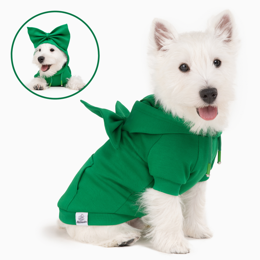 West Highland White Terrier in bright green dog hoodie with bow accessory