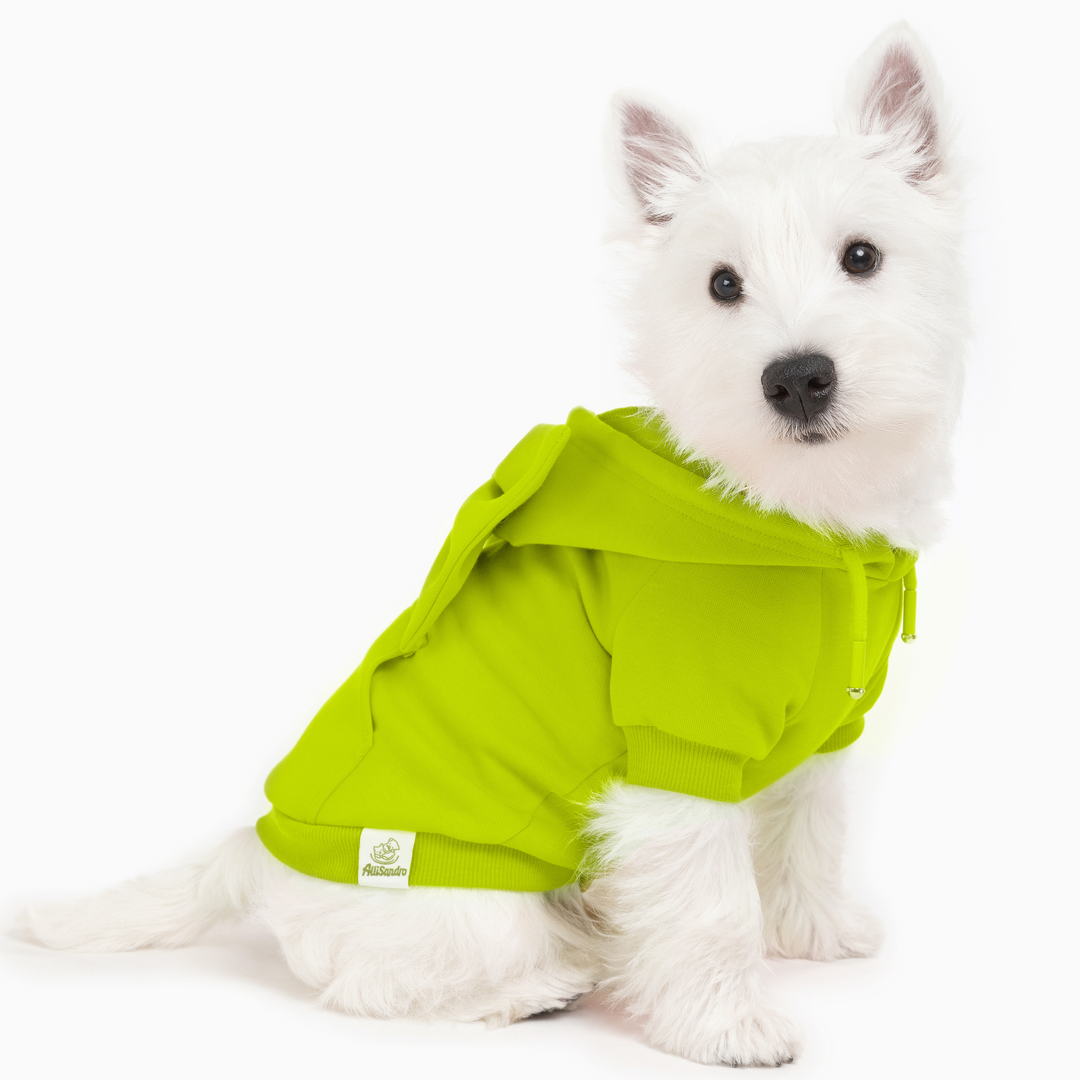 West Highland White Terrier in bright green yellow dog hoodie with bow accessory