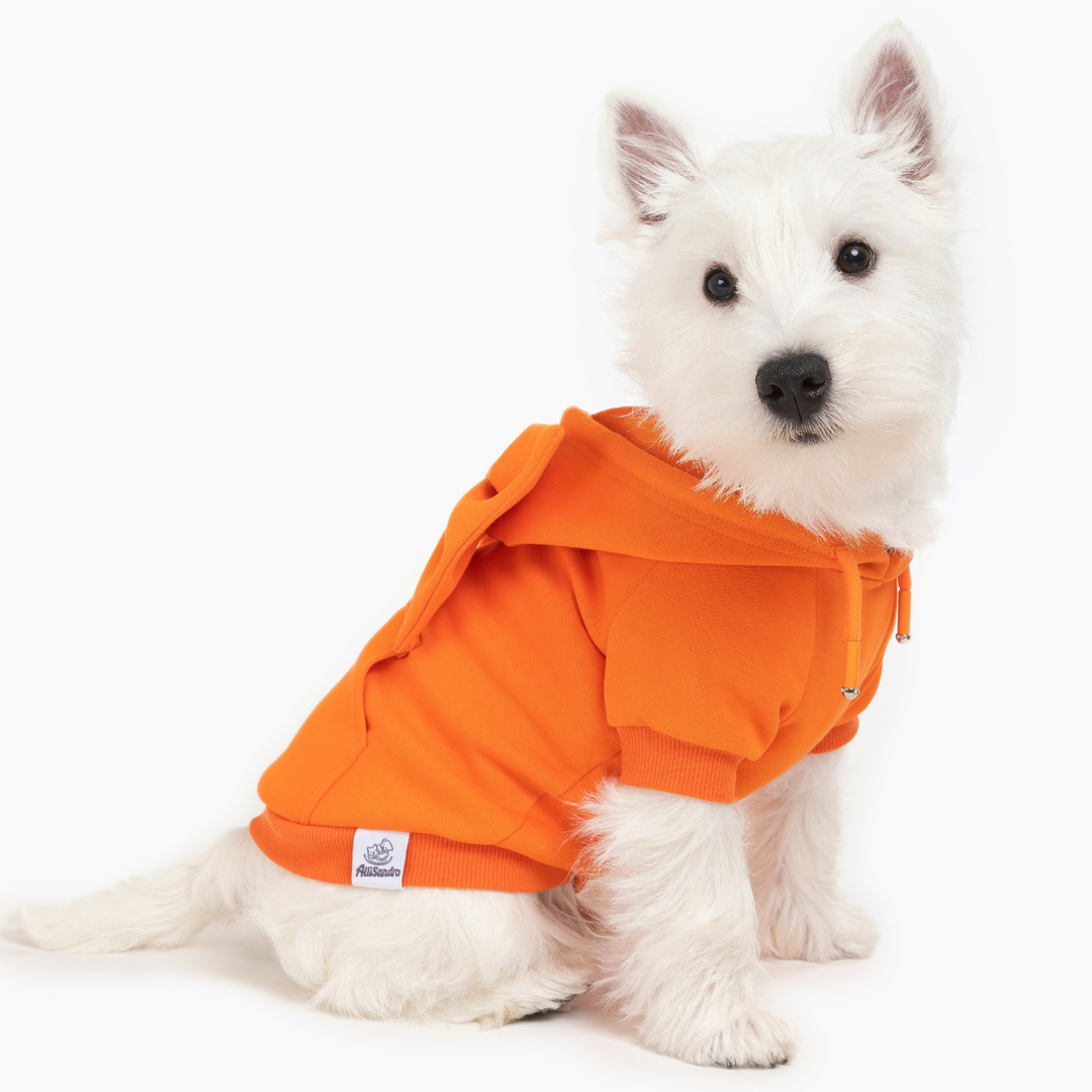 West Highland White Terrier in bright orange hoodie with bow accessory