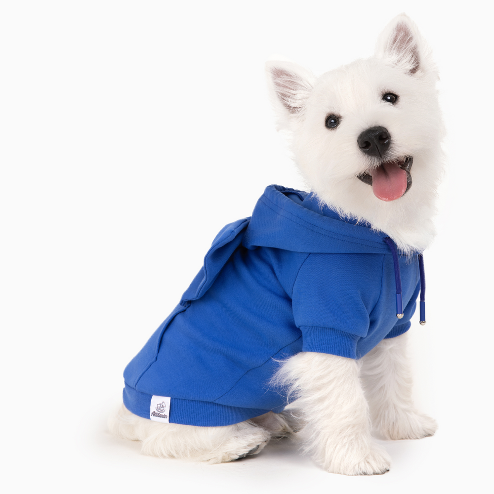 West Highland White Terrier in bright blue dog hoodie with bow accessory