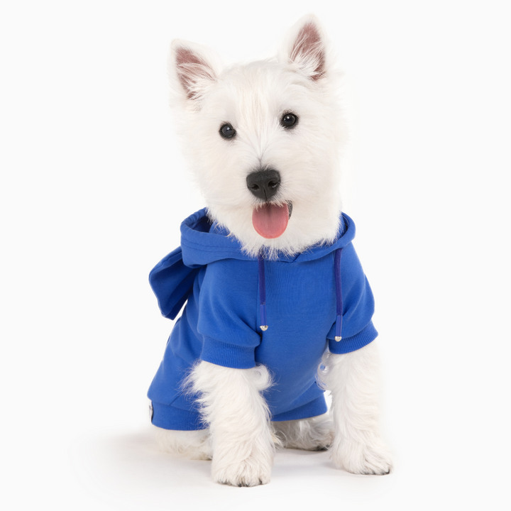 West Highland White Terrier in bright blue dog hoodie with bow accessory
