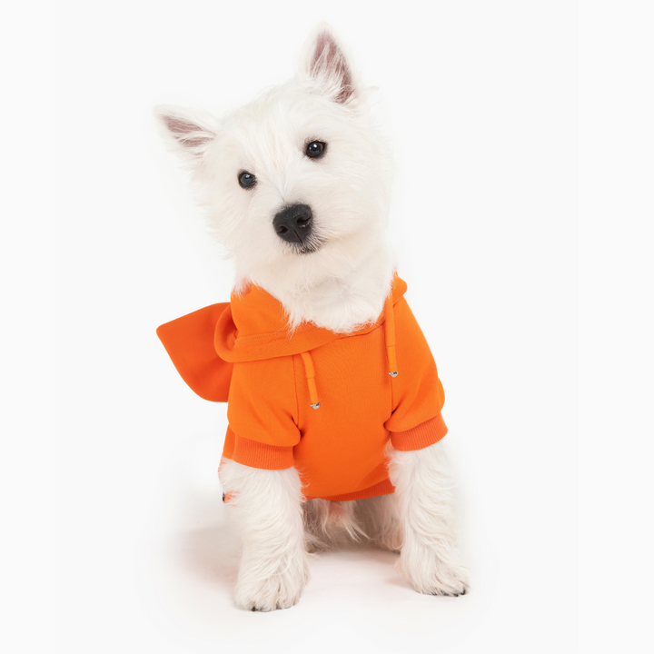West Highland White Terrier in bright orange dog hoodie with bow accessory